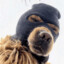 Bandit