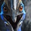 Angry Cassowary