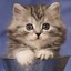 Cat In A Cup