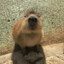 capybara