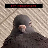 pigeon