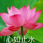 刮痧的鸭梨