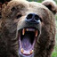 Kodiak Bear