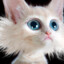 kattmat