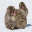 SnowyChildren