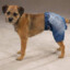 DogWearingJeans