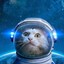 Space cat