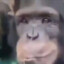 smug ape photo