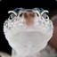 Ghastly Gecko