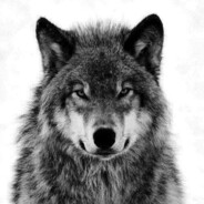 🐺+|WildWolf|+🐺