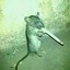 Old mate Rat