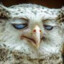 owl