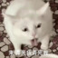 酸甜小羊