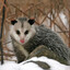 opossum