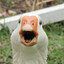 Evil_Goose