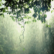 un animale finlandese