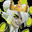 GRAVES THE PICKLE PRINCESS