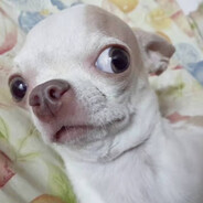chihuahuahua