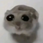 hamster