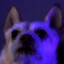 Jackal
