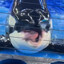 Freaky Orca