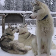 软饭硬吃小赤佬