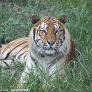 一位严肃的老父亲