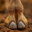 CamelToph