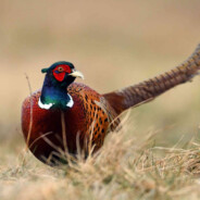 Pheasant2 - steam id 76561197962850487