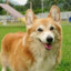 Useless Corgi