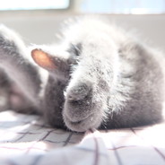 芝士蛋糕最好吃