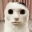 [VKG]蔡