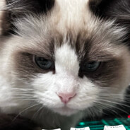 不要躲避我的彗星