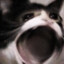 SadCat