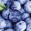 Pomurchish