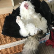 最靓靓噶猪腩肉