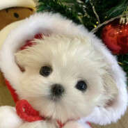 一个霸气的名字