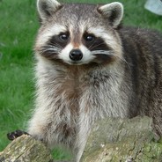 Rocky Raccoon