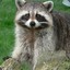 Rocky Raccoon