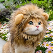 干拉～然后躺下睡觉！