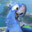 Blu Macaw