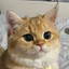 Котя́та