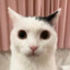 iamcatat