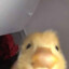 Ducky