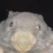 Robert