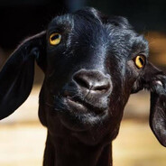 Goat