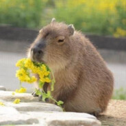 Capybara