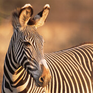 ZebraTate89