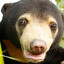 Pootehr Bear