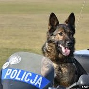 sierż_Markus_Pies